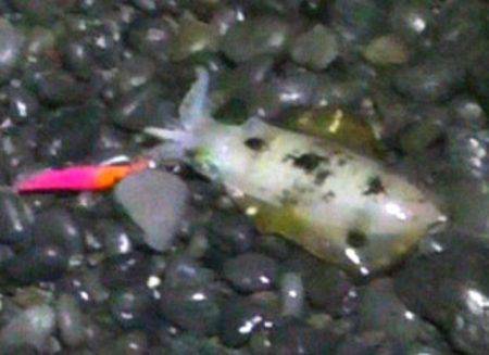 石津浜、夜中にアオリイカ釣行　その後、御前崎でサゴシ